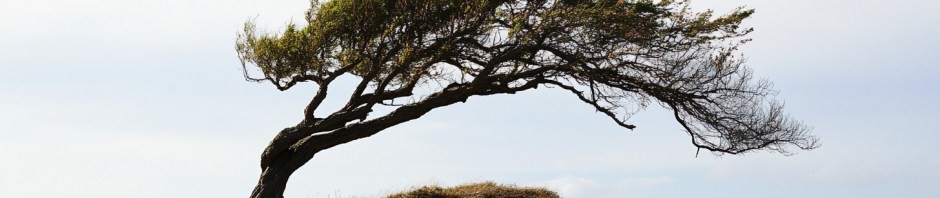 a lone bent tree